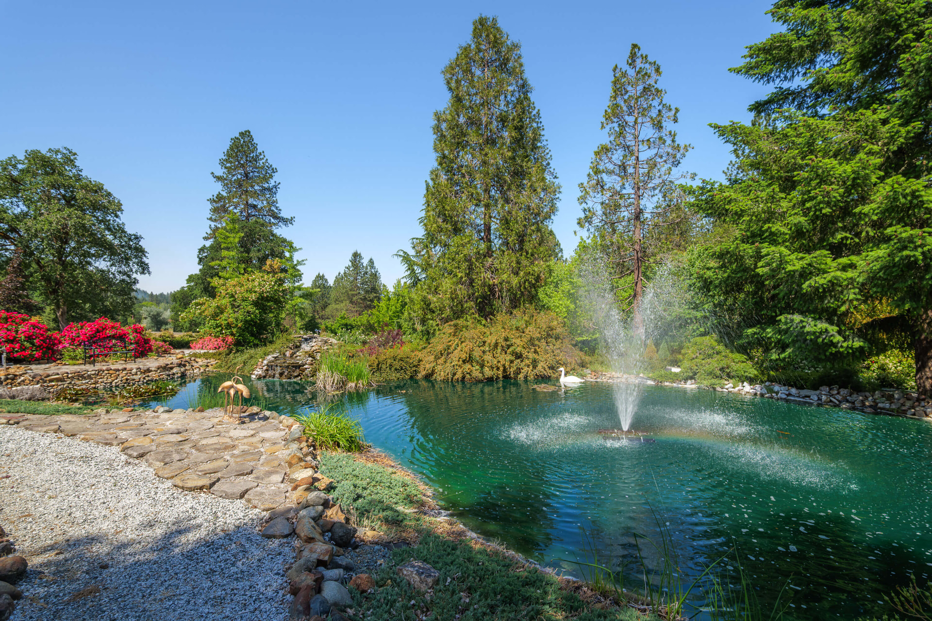 Fountain pond with a rock waterfall, a swan on the water, and flowering beds along the bank